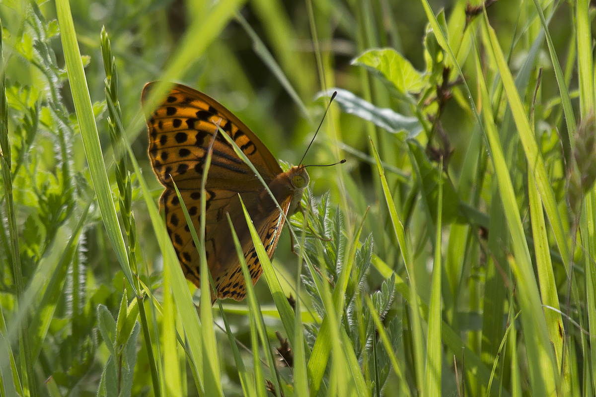 Argynnis